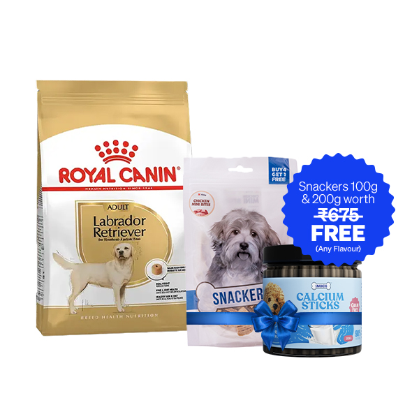Royal Canin Labrador Retriever Adult Dry Dog Food (12 Kg + Free Snackers 200 g + 100 g)