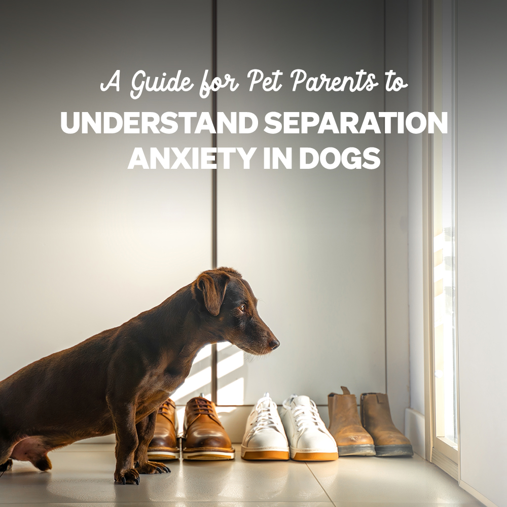 Blog - Separation anxiety in dogs is more than just a behavioural issue; it's a heart-wrenching cry for comfort and assurance from our furry companions. Our dogs, with their unconditional love and loyalty, experience this on a profound level. The wagging tails and joyful barks we cherish can quickly turn into signs of distress when they feel abandoned. Understanding and addressing their anxiety is not just about managing behaviour—it's about acknowledging their emotional world and taking steps to ensure they feel safe and loved, even in our absence. Let's delve into this topic with empathy and find ways to bring peace to our beloved pets' hearts What Causes Separation Anxiety in Dogs BANNER: WHAT CAUSES ANXIETY Separation anxiety happens when your dog feels stressed or scared when left alone. It can be caused by several things, including: Change in Routine: A sudden change in your daily schedule, like starting a new job or school, can make your dog feel insecure. New Environment: Moving to a new house or having new people in the home can cause anxiety. Past Experiences: Dogs from shelters or those who have been abandoned before may be more prone to anxiety. Genetics: Some breeds are naturally more prone to anxiety than others. Signs and Symptoms of separation anxiety BANNER: SIGNS AND SYMPTOMS Knowing the signs of separation anxiety can help you support your dog better. Look out for: Excessive Barking or Howling: Your dog may bark or howl a lot when you’re not around. Destructive Behavior: Chewing furniture, scratching doors, or other destructive actions. Pacing: Moving in a repetitive, circular, or back-and-forth pattern. Escape Attempts: Trying to break out of crates, rooms, or even the house. Accidents: Urinating or defecating indoors, even if they’re house-trained. Excessive Drooling or Panting: Signs of stress and anxiety. Preventive Measures and Tips to Avoid Separation Anxiety BANNER: TIPS TO AVOID SEPARATION ANXIETY Here are some ways to help your dog feel better when you’re not around: Create a Safe Space: Set up a comfy area where your dog feels secure, like a crate, a specific room, or a cosy corner with their favourite blanket and toys. Desensitize Gradually: Practice leaving your dog alone for short periods and slowly increase the time. This helps them get used to your absence without feeling abandoned. Exercise and Mental Stimulation: Make sure your dog gets plenty of physical and mental exercise. A tired dog is more likely to relax when you’re not around. Establish a Routine: Dogs thrive on routine. Try to keep feeding, walking, and playtimes consistent to provide a sense of stability. Use Calming Aids: Products like calming collars, anxiety wraps, or pheromone diffusers can help reduce anxiety. Interactive Toys and Treats: Give puzzle toys or treat-dispensing toys to keep your dog occupied and distracted while you’re away. Positive Reinforcement: Reward your dog for calm behaviour and avoid making a big fuss when you leave or return. This teaches them that coming and going is a normal part of life. Seek Professional Help: If your dog’s anxiety is severe, consider consulting a veterinarian or a professional dog trainer. They can offer personalised advice and potential treatments, like medication or behavioural therapy. Conclusion Helping your dog with separation anxiety takes patience, love, and a bit of creativity. By recognizing the signs, understanding the causes, and taking steps to prevent it, you can help your furry friend feel safe and happy, even when you’re not around. Remember, a happy dog means a happy home! If you have any stories or tips about dealing with separation anxiety, feel free to share them in the comments below. Let’s support each other in making our pets’ lives as joyful and stress-free as possible!